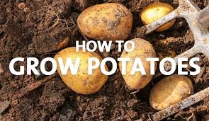 Maybe you would like to learn more about one of these? How To Grow Potatoes Palmers Garden Centre