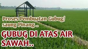 Gubuk menjadi ciri khas sawah maupun ladang. Buat Gubug Saung Gazebo Dari Pinang Gampang Murah Dan Kuat Youtube