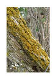 Moho Arbol Naturaleza Fotografia Arboles Naranja Marron