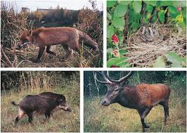 Warum wachsen jungen tannen mehrere kronen, bei tieren mehrere missbildungen/ fehlgeburten. Growing Up With Chernobyl American Scientist