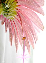 Image result for Gladiolus decoratus