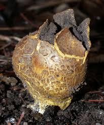 Image result for Scleroderma cepa