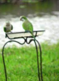 Quaker Parrots Boynton Beach Fl Backyard 3 15 11 Boynton Beach Nature Photography Backyard