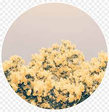 We hope you enjoy our growing collection of hd images to use as a background or home screen for your smartphone or computer. Yellow Flowers Yellowflowers Aesthetic Background Light Yellow And Blue Aesthetic Png Image With Transparent Background Toppng