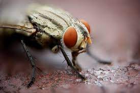 Flesh Fly Flies Of The Diptera Family Sarcophagidae From Flickr