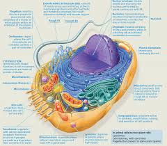 Fungsi sentriol pada sel hewan adalah untuk mengatur polaritas pembelahan sel dan pembentukan silia serta flagela dan pemisahan kromosom saat pembelahan sel. Wety Yuningsih 06 28 21