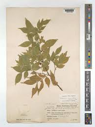 Image result for Haplocoelum inoploeum