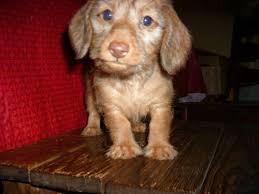 Find your new companion at nextdaypets.com. Ckc Miniature Wirehair Dachshund Puppies For Sale In Ellijay Georgia Classified Americanlisted Com