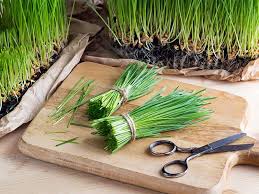 Topical application of wheatgrass on hair can prevent hair from greying. 10 Reasons Why You Should Have Wheatgrass Juice Daily The Times Of India