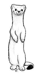 Ermine Animal Drawings Sketches Animal Drawings Animal Clipart