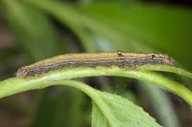 Image result for Catocala electa