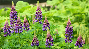 Lupine lupinensamen rosa rot pflanzensamen 20 samen lupinus polyphyllus. Lupinenmehl Wie Gesund Es Ist Und Wie Du Es Anwendest Utopia De