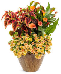 Image result for Coleus pentheri