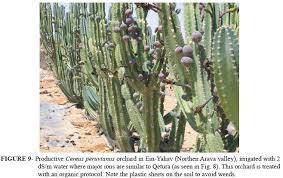 Succulent butterfly kalanchoe baby plant cactus rooted. Scielo Brasil Cereus Peruvianus Koubo New Cactus Fruit For The World Cereus Peruvianus Koubo New Cactus Fruit For The World