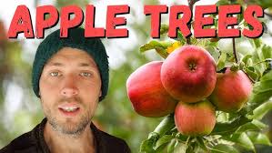 Apple grafting Masterclass from Tom Barry