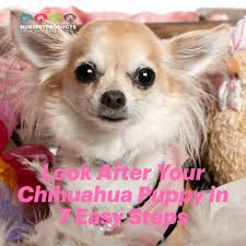 Chihuahua puppies will go through a teething stage where they will have the desire to chew. Look After Your Chihuahua Puppy In 7 Steps Your Dog S Health Matters Chihuahua Puppies Chihuahua Puppies