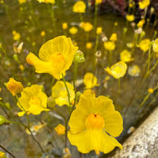 Image result for Utricularia tortilis