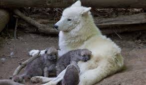 Over 92 arctic wolf pup pictures to choose from, with no signup needed. Watch Adorable Arctic Wolf Pups Will Totally Make Your Day