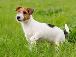 Jack Russell Terrier Aigle Harpie Chien Animaux