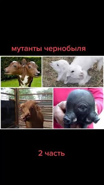 Мутанты Животные В Чернобыле | TikTok