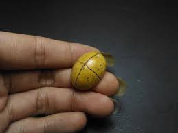 Khasiat batu petir asli memang dipercaya ampuh untuk macam macam hajat diantaranya : Batu Tapak Jalak Asli Kode 619 Wahyu Mulia