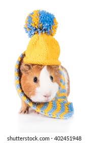 Watch your favourite little one become a mini fashion designer, the star of her own story book or an explorer on an epic adventure with our curated collection of magical gifts for a girls birthday, christmas or any day in between. Guinea Pig Dressed Knitted Hat Scarf Stock Photo Edit Now 402451948
