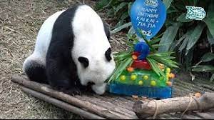 Now into their fourth year of living in singapore, kai kai turned nine on 14 september while jia jia celebrated her eighth birthday on 3 september. Pandas Kai Kai And Jia Jia Celebrate Their Birthdays At River Safari Youtube