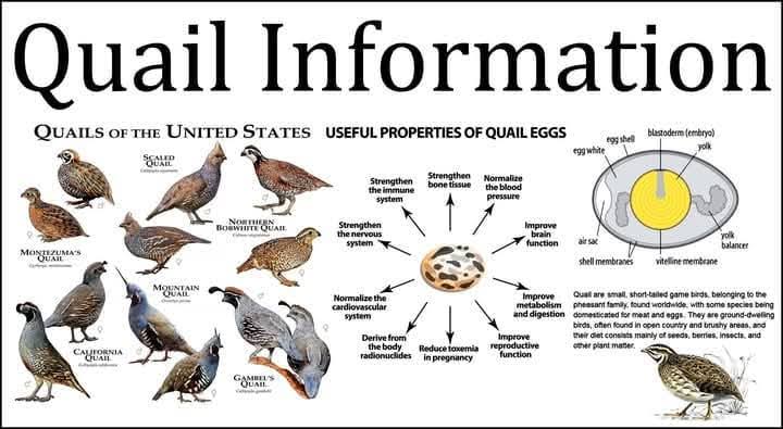 QUAIL FARMING TRAINING product image