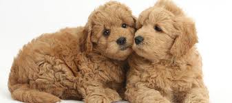 Okie Doodle Goldendoodles For Sale Oklahoma Texas Arkansas Colorado New Mexico And Missouri Goldendoodle Puppy Bear Dog Breed F1b Goldendoodle