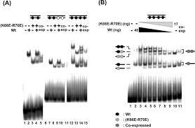 Our angular app will be embedded in an iframe when in production. Sequential Binding Of Seqa To Paired Hemi Methylated Gatc Sequences Mediates Formation Of Higher Order Complexes Sciencedirect