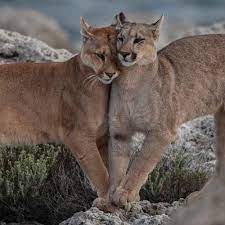 Funny Wildlife Mountain Lion Love Beautifully Captured By Our Wild Cats Big Cats Animals Wild