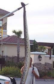 Eastern Diamondback Rattlesnake Held Up High Giant Snake Rattlesnake Snake Photos