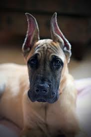 Rainmasterdanes@msn.com website the great dane club of america charitable trust supports great dane welfare and rescue efforts, educational programs, scholarship programs. Pin On Cuteness