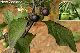 Image result for Solanum supinum