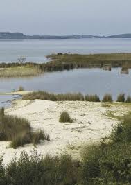 Image result for Thesium wilczekianum