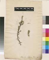 Image result for Chenolea