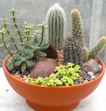 Follow these four easy steps for a tabletop garden worth gushing over. 14 Diy Cactus Dish Garden Ideas Balcony Garden Web