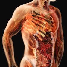 See more ideas about anatomy, anatomy reference, man anatomy. Cardiovascular System Male Torso Photograph By Anatomical Travelogue