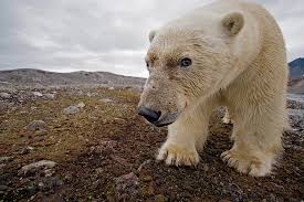 4 Ways Polar Bears Are Dealing With Climate Change