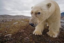 4 ways polar bears are dealing with climate change