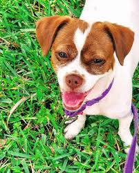 Is it you are looking for? 10 Things You Should Know About The Jack Russell Chihuahua Mix Jackchi Your Dog Advisor