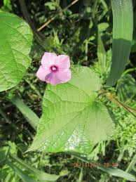 Image result for Ipomoea tenuipes