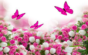 Bunch pink rose flower png image pngpix. Flower Bouquet White And Pink Roses And Flying Butterflies Hd Wallpaper Download For Mobile And Tablet 3840h2400 Wallpapers13 Com