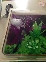 Riva Blows Good Nests For A Baby Male Betta Fighter Fish Bubble Nest Cool Fish Betta Fish