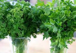 Pertama potong kuntum parseley dr batangnya. Parsley Atau Peterseli Dan Manfaatnya Bibitbunga Com