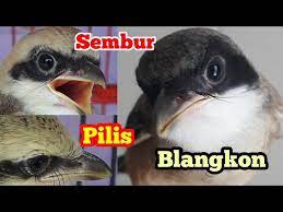 Cara Membedakan Cendet Anakan Blangkon Sembur Dan Pilis Youtube