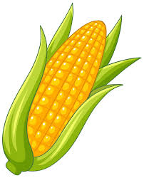 Corn – bắp