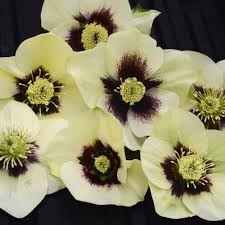 Maybe you would like to learn more about one of these? Helleborus Honeymoon Spanish Flare Buy Lenten Rose Perennials Online