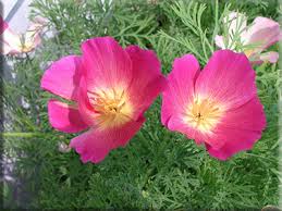 Image result for Eschscholzia