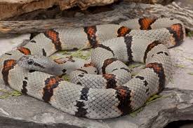 Black And Yellow Banded Snake Texas Grey Banded Kingsnake Lampropeltis Alterna Sometimes Just Referred To As The Alterna Is A Species Of Non Cute Snake Colorful Snakes Reptiles And Amphibians